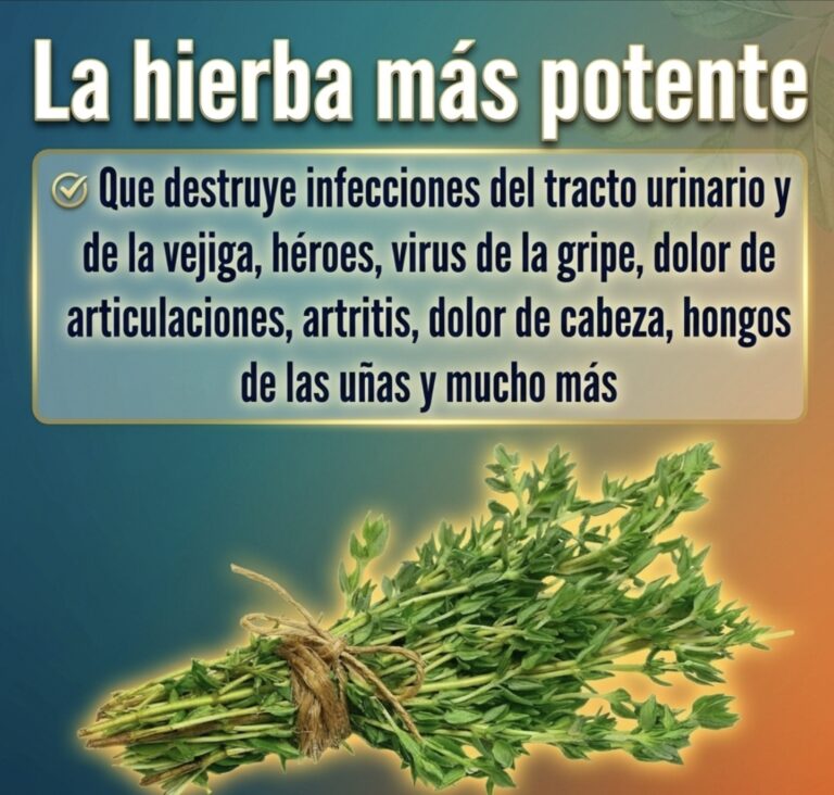 Tomillo: Propiedades Naturales, Preparación y Beneficios
